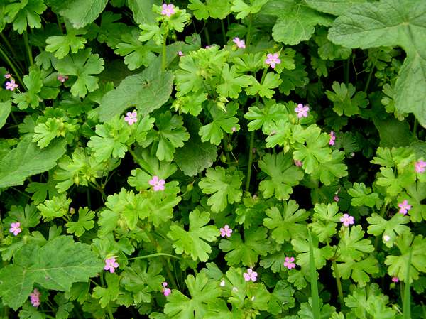 Shining cranesbill in springtime