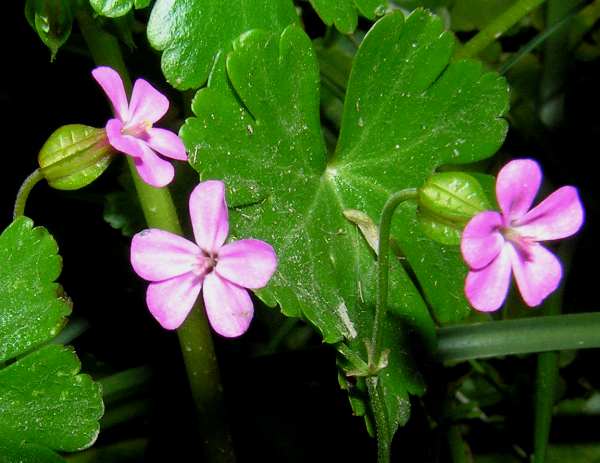 Closeup of flowers of Shining Cranesbill