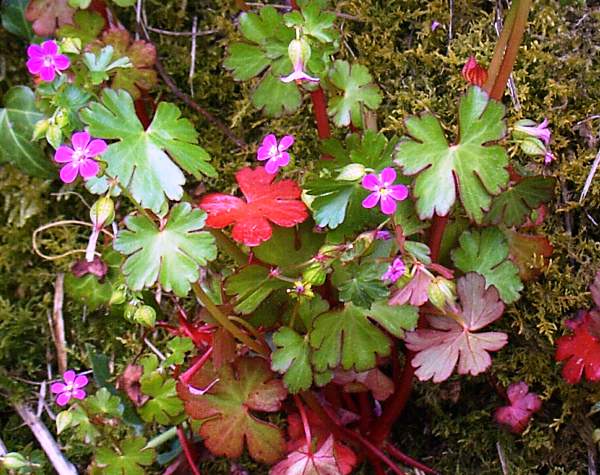 Geranium lucidum, Wales UK