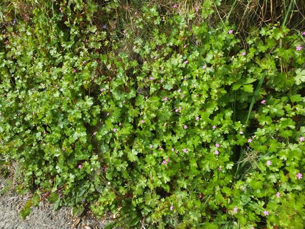 Shining Cranesbill in west Wales, April