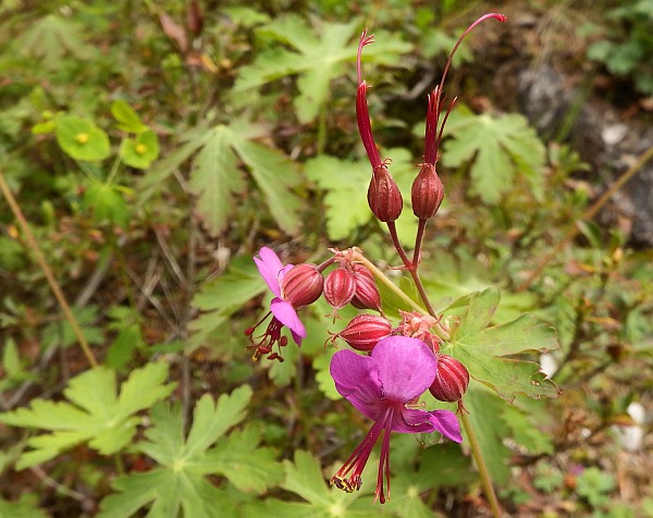 Geranium macrorrhizum, Rock Crane's-bill
