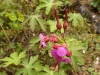 Geranium macrorrhizum, Rock Crane's-bill