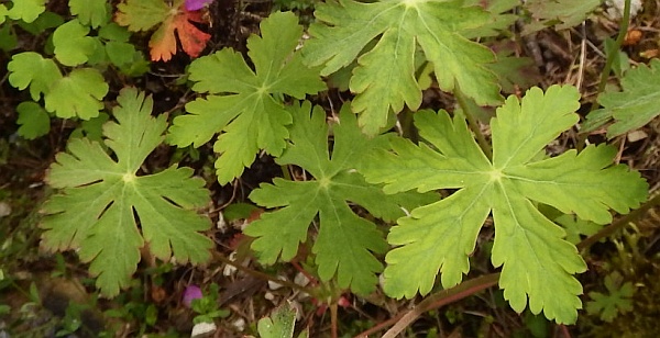 Leaves of Geranium macrorrhizum, Rock Crane's-bill
