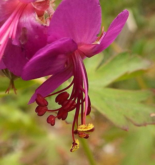 Closeup of a Geranium macrorrhizum flower.