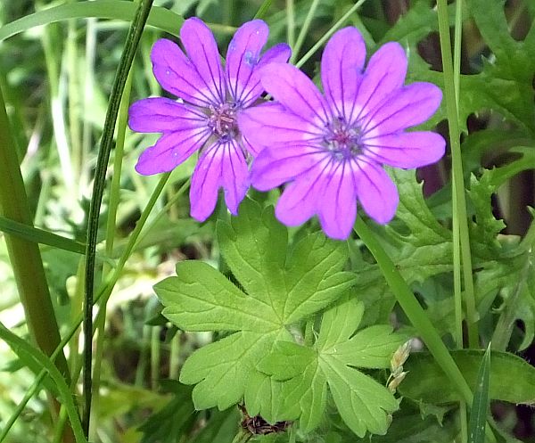 Geranium molle, Dove's-foot Crane's-bill
