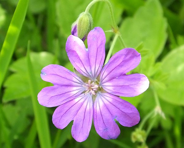 Closeup of flower of Geranium molle, Dove's-foot Crane's-bill
