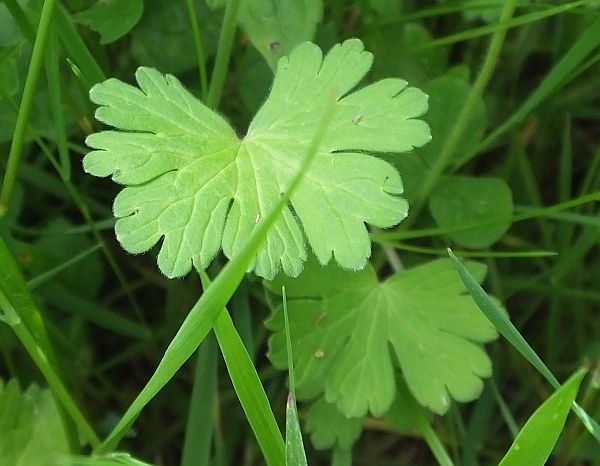 Leaves of Geranium molle, Dove's-foot Crane's-bill
