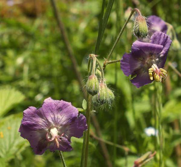 Dusky Cranesbill