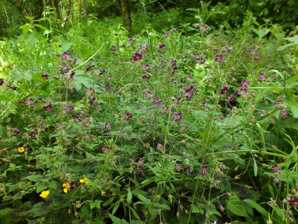 Dusky Cranesbill plant, Italy