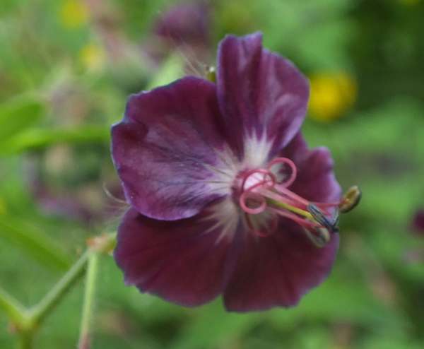 Dusky Craanesbill, Geraneum phaeum, closeup of flower and buds