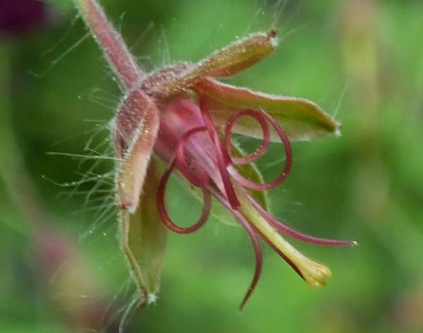 Seed capsule of Dusky Cranesbill