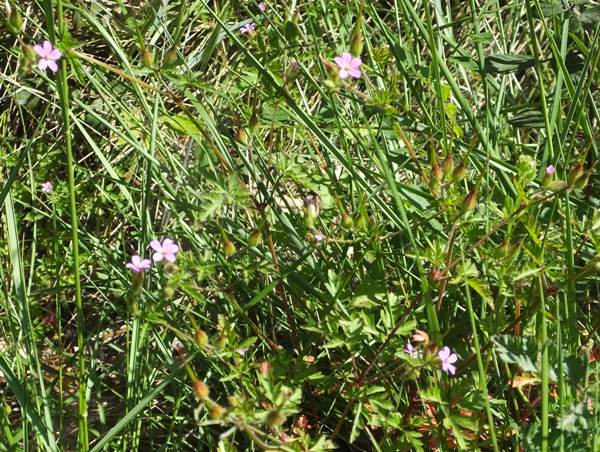 Geranium purpureum, Little Robin