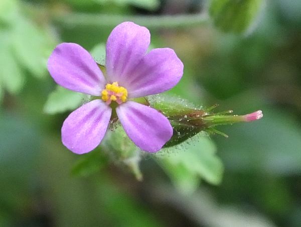 Closeup of flower of Geranium purpureum, Little Robin