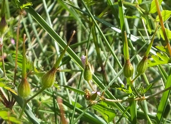 Seed capsule of Geranium purpureum, Little Robin