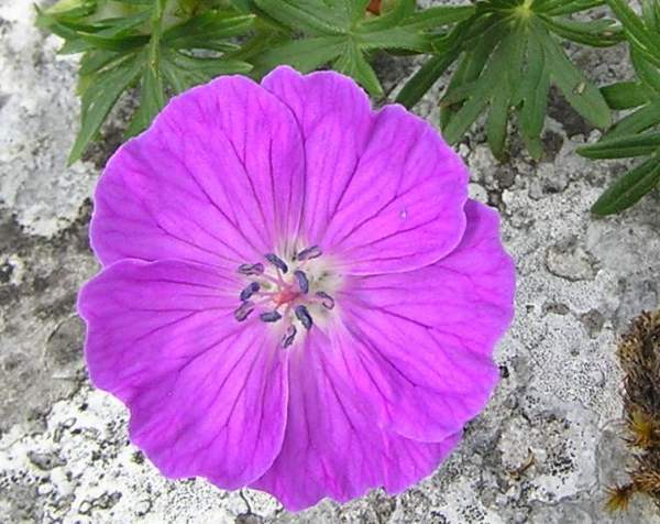 Close-up of Bloody Cranesbill flower