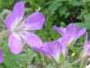 Geranium sylvaticum, Wood Cranesbill