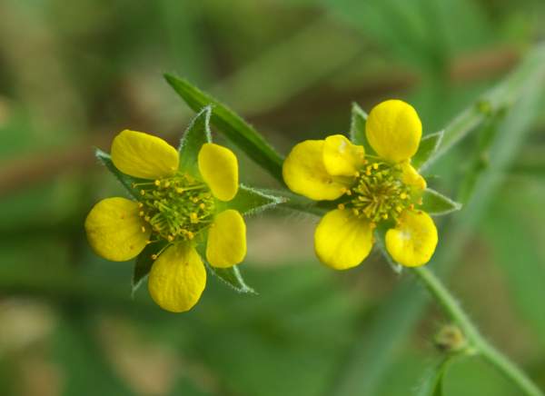 Geum urbanum, Wood Avens, closeup of flowers