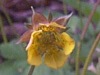Geum urbanum, Wood Avens
