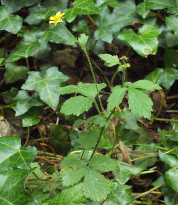 Geum urbanum, Wood Avens - a small plant