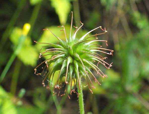 seed pod of Wood Avens