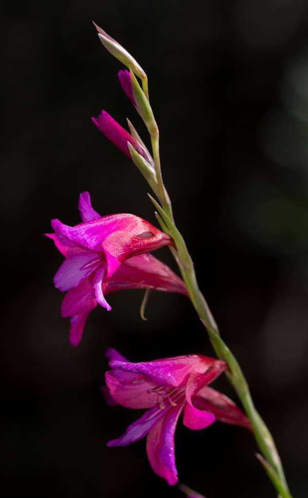 A closeup of  Gladiolus italicus