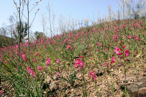 Gladiolus italicus on a rocky slope in the Algarve