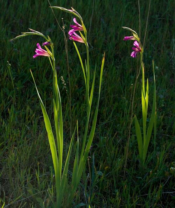 Gladiolus italicus, Portugal