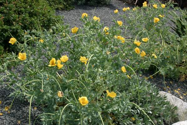 Yellow Horned-poppy