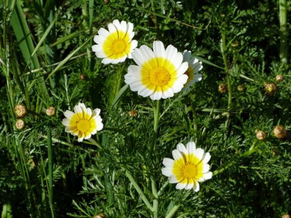 Closeup of flowers of Glebionys coronaria, Crown Daisy
