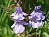 Glechoma hederacea, Ground-ivy