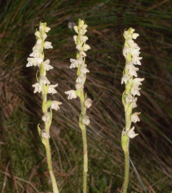 Goodyera repens
