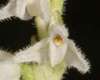 Creeping Lady's-tresses, Goodyera repens