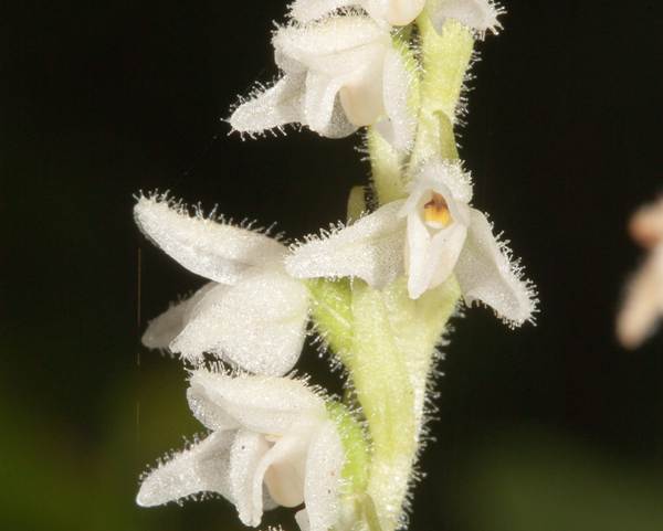 Creeping Lady's-tresses, closeup of flowers