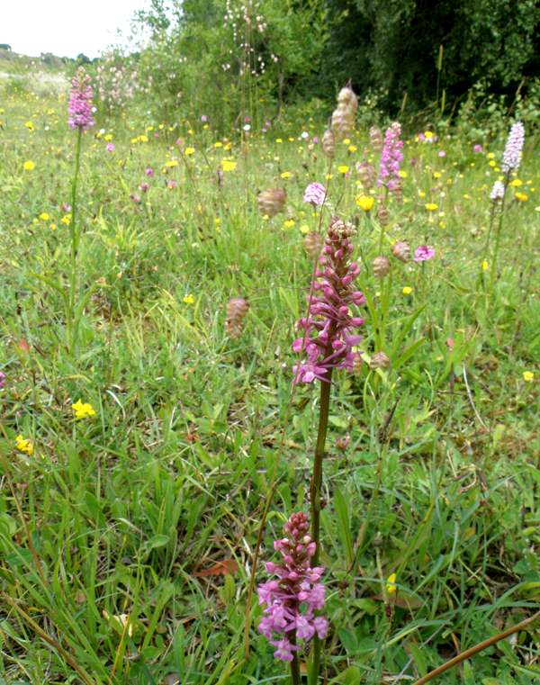 Gymnadenia conopsea and Dactylorhiza fuchsii in limestone grassland