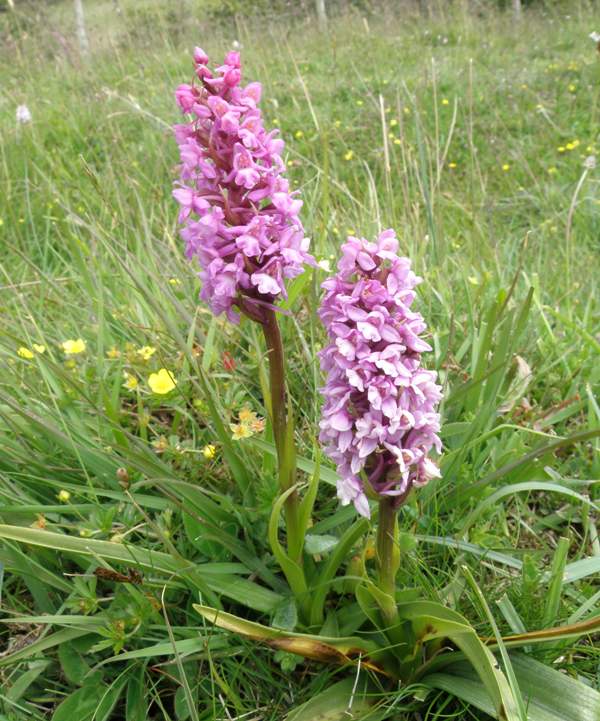 Gymnadenia densiflora