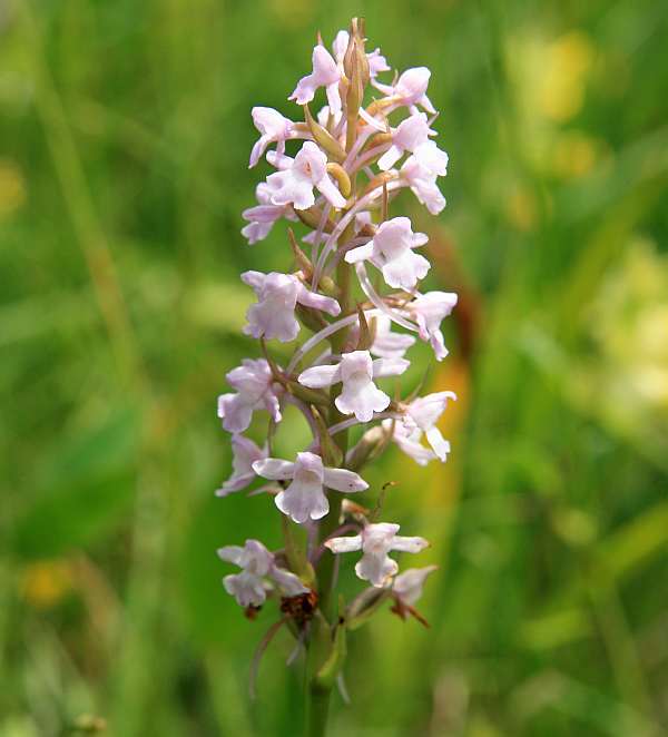 Gymnadenia odoratissima