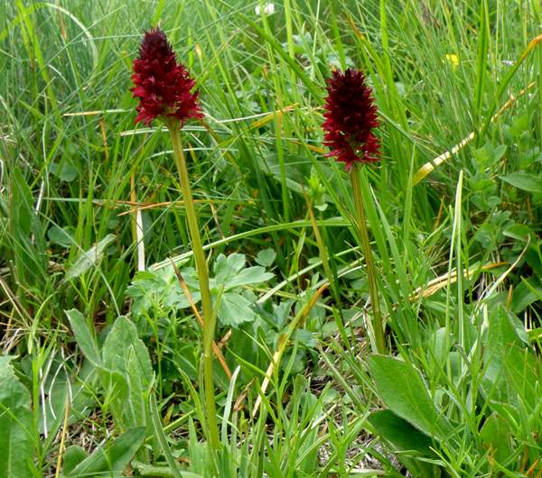 Gymnadenia rhellicani, northern Italy