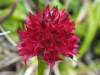 Gymnadenia rubra