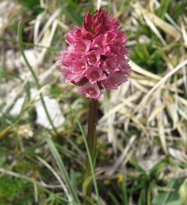 Gymnadenia rubra in northern Italy