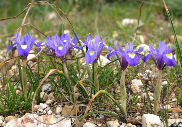 Gynandrisis sisyrinchium, Barbary Nut