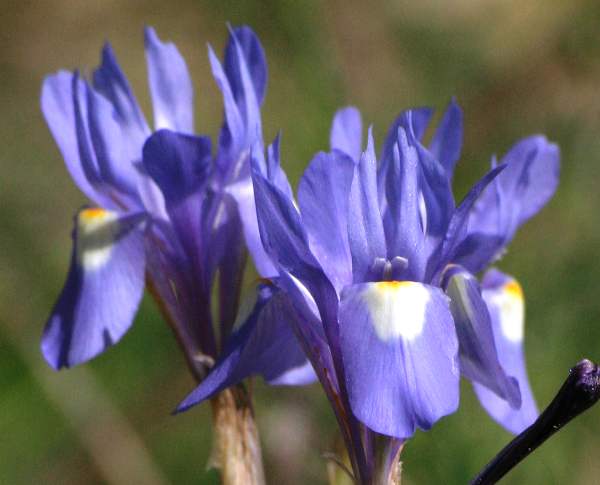 Gynandrisis sisyrinchium, Barbary Nut, closeup of flowers