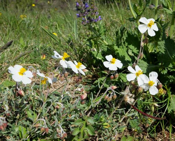 Helianthemum apenninum, White Rock-rose