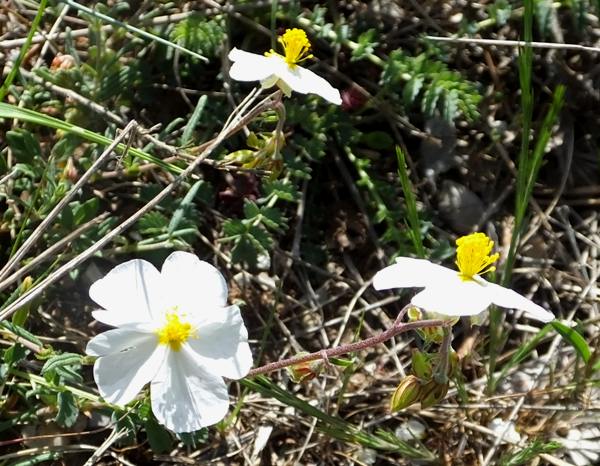 White Rock-rose, closeup of flowers