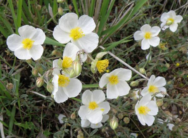 White Rock-rose, Italy