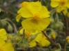 Common Rock-rose Helianthemum nummularium