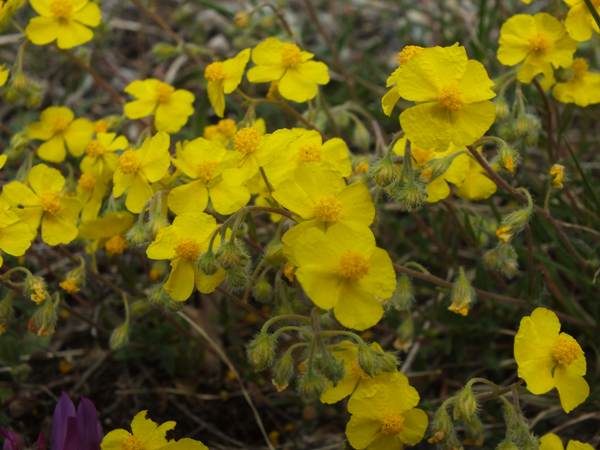 Common Rock-rose, closeup of flowers