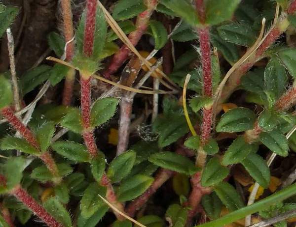 Leaves of Common Rock-rose