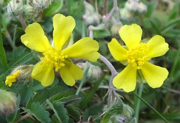 Hoary Rock-rose, closeup of flowers