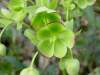 Helleborus foetidus, Stinking Hellebore
