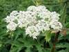 Heracleum mantegazzianum, Giant Hogweed